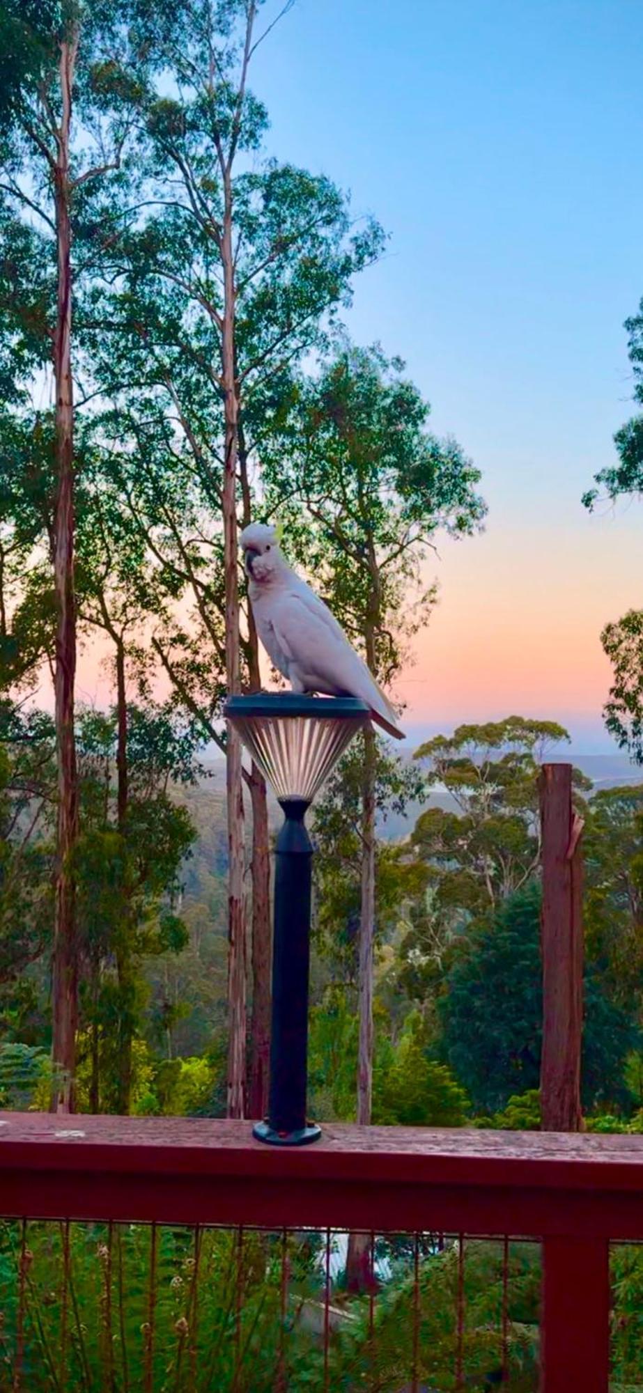 Melbourne Topview Villa In Dandenong Ranges Near Skyhigh Kalorama Ngoại thất bức ảnh