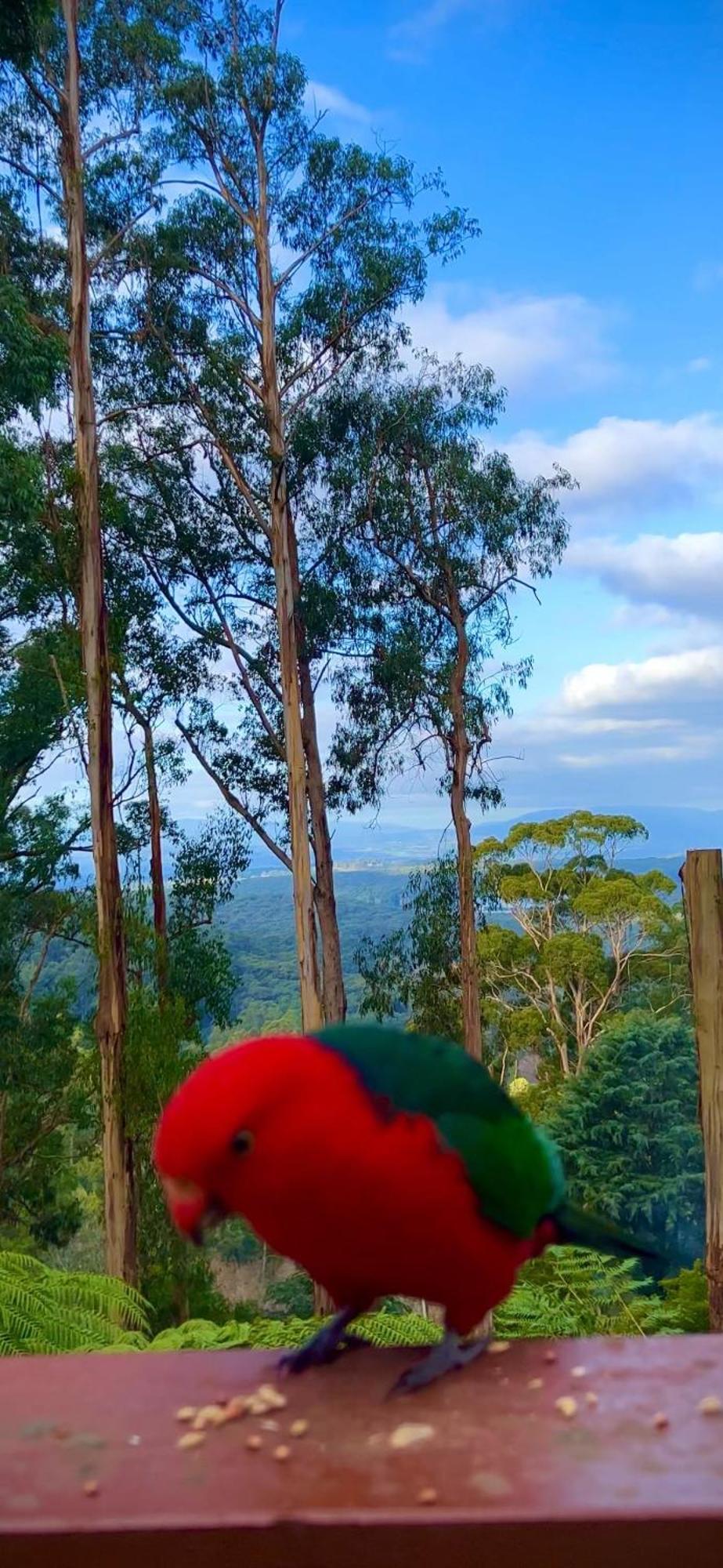 Melbourne Topview Villa In Dandenong Ranges Near Skyhigh Kalorama Ngoại thất bức ảnh